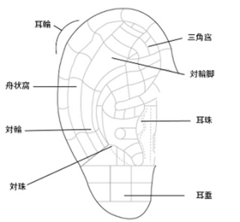 耳珠位置|耳つぼ 図解｜研究会レポート｜DENAP│一般社団法人国際天然 